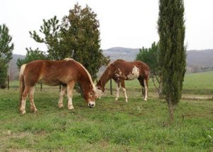 mercoledi in fattoria al trasimeno - agriturismo la casa di campagna